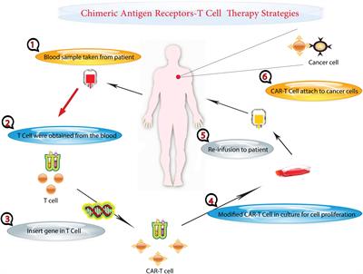 Optimizing cancer treatment: the synergistic potential of CAR-T cell therapy and CRISPR/Cas9